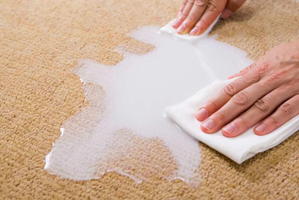 cleaning carpet