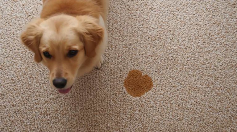 Best Carpet Cleaner for Dog Diarrhea