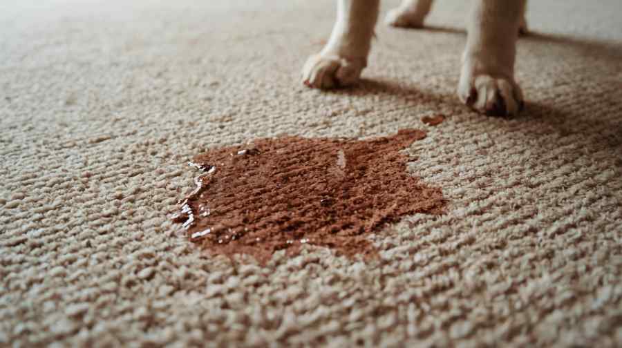 How to Remove Pet Stains in carpet