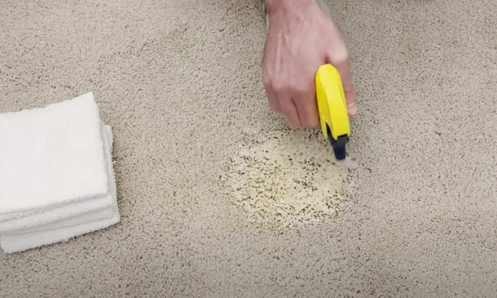 remove dog urine from carpet