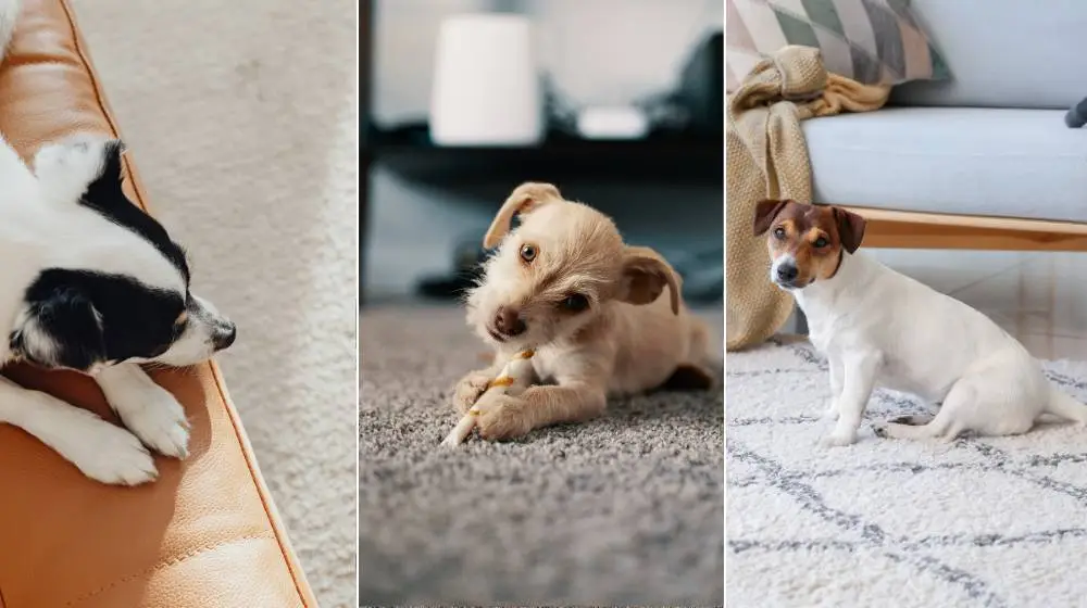 3 Key Factors That Make a Carpet Dog-Friendly