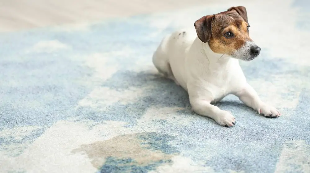 Choosing the Right Carpet for dogs