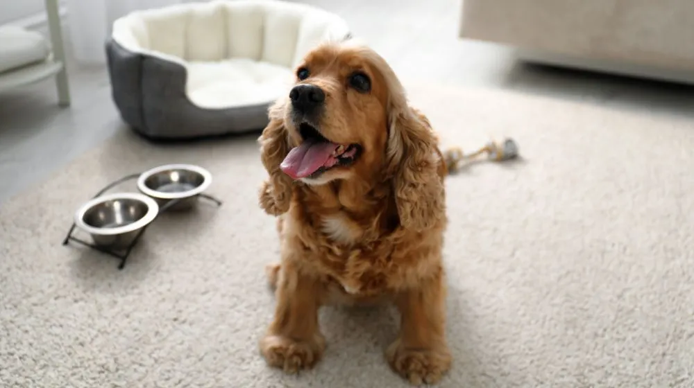 keep your carpet clean with pets