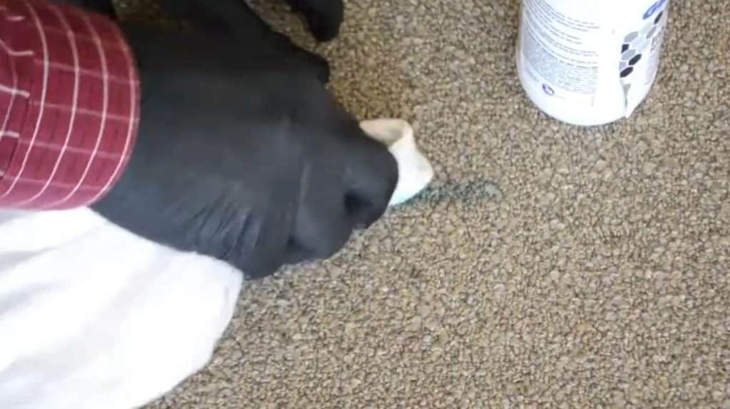 Get Highlighter Out of Carpet