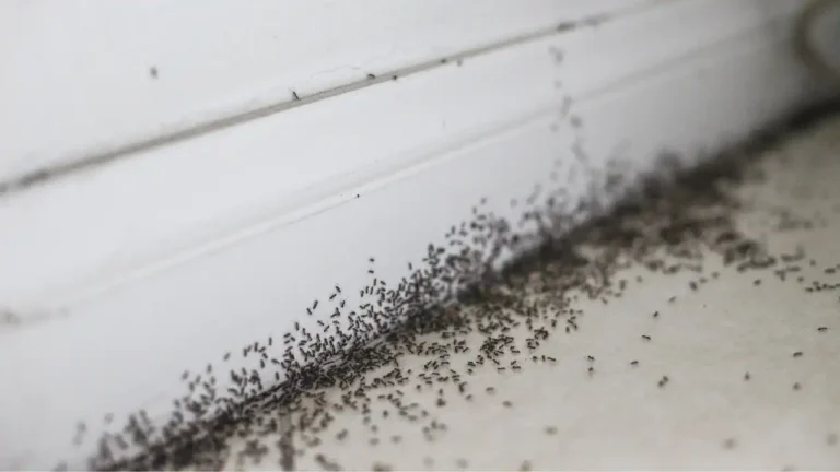 How to Get Rid of Ants in Carpet