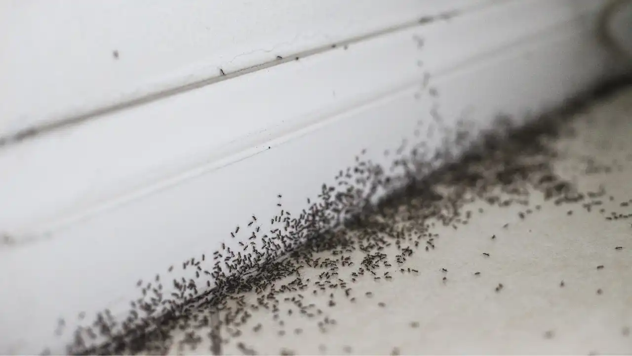 How to Get Rid of Ants in Carpet